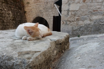 cat in Kotor, Montenegro