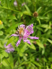 honey bee on flower