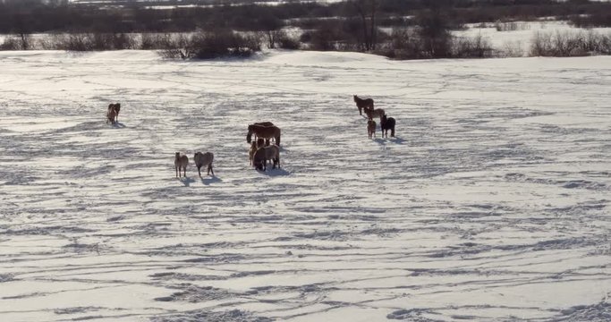 A herd of wild brown horses of northern latitude breeds graze in a snowy field at the foot of the mountains - Aerial drone view
