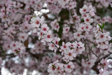 blAlmond blossom. Spring background blossoms Almond Jerusalim