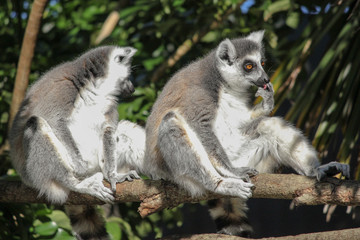 Fototapeta premium Ring tailed lemurs with orange eyes one licking its hand the other one turning away from the camera while sitting on a wooden log.