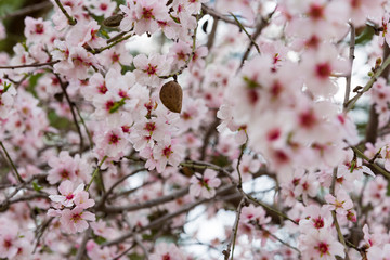 blAlmond blossom. Spring background blossoms Almond Jerusalim