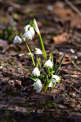 Blume im Frühling