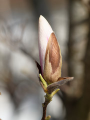 Grande fleur de couleur blanche en cours d'éclosion du Magnolia de Soulange ou magnolia de Chine (Magnolia soulangeana)