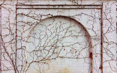 white brick wall with arch overgrown with climbing plants