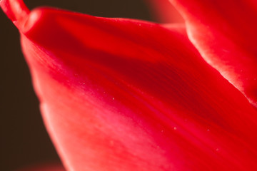 Płatki ciemno różowego tulipana makro - obrazy, fototapety, plakaty