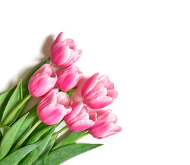 Fototapeta premium Bukiet różowych tulipanów