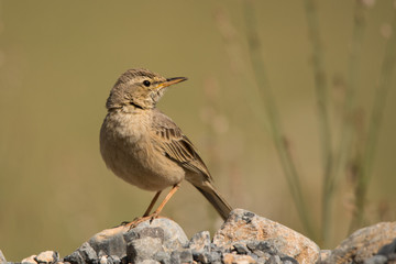 Long-billed pipit / Anthus similis. Musandam Peninsula.Oman