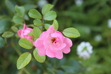 A pink dog-rose flower in the garden