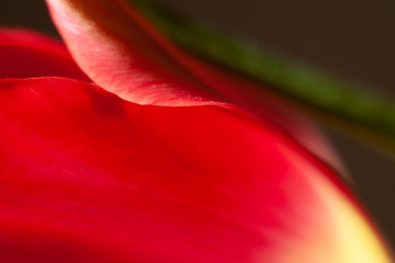 Płatki ciemno różowego tulipana makro - obrazy, fototapety, plakaty