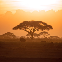 Naklejka na ściany i meble Mother and calf elephant in Amboseli at sunset