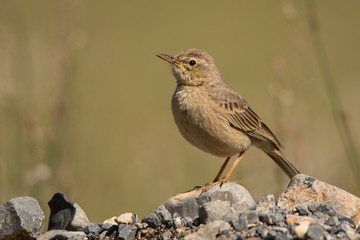 Long-billed pipit / Anthus similis. Musandam Peninsula.Oman