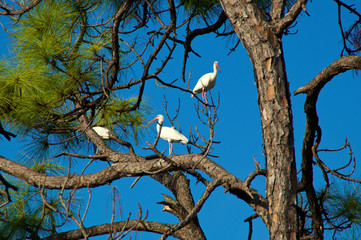 Three American White Ibis with orange beaks perched in a large tall Pine Tree in bonita springs florida against a clear blue sky.