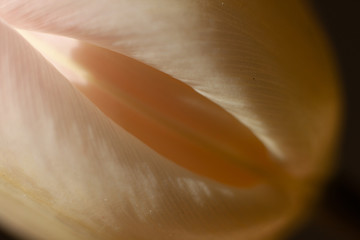 Tulipan bladoróżowy makro