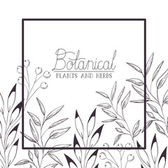 botanical label with plants and herbs