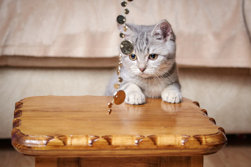 Grey cat playing with the sparkling beads.