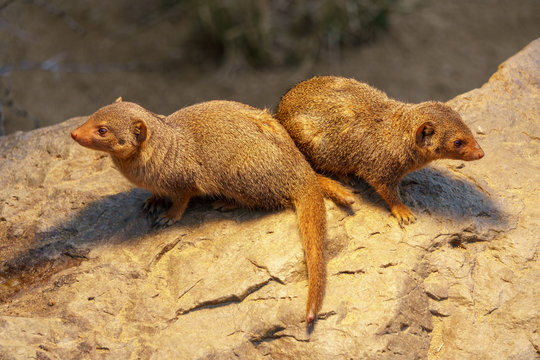 Little spiky mongoose