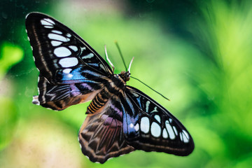 Moth sitting on Window Isolated