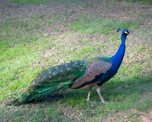 Peacock Alcazar, Sevilla, Spain