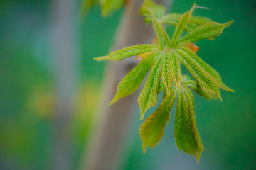 Modest chestnut new leaves in spring. Bright green leaves close up. Background for spring screensavers on phone. rebirth of nature. Blooming buds on trees.