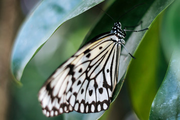 Fototapeta na wymiar Close up of Butterfly on Leaf