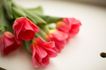 bouquet of pink tulips on white background