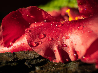 Macro Blumenblatt rot  mit abperlenden Wassertropfen.