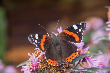 Fototapeta na wymiar Admiral - Schmetterling auf lila Blüte