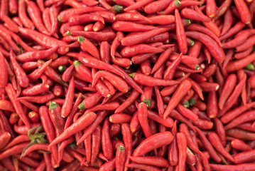Pile of Fresh Organic Red Chilli at the Local Market