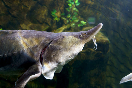sturgeon fish in aquarium