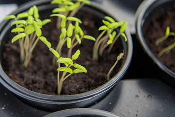 Small plants planting, the seedling trays for agricultural plants. Spring planting. Early seedlings grown from seeds in boxes at home on the windowsill.