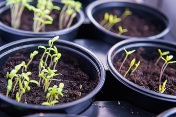 Small plants planting, the seedling trays for agricultural plants. Spring planting. Early seedlings grown from seeds in boxes at home on the windowsill.