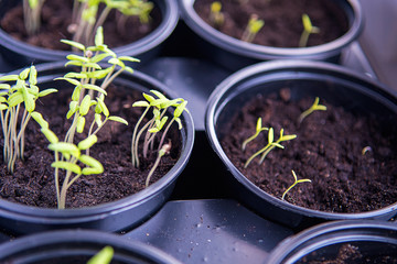Small plants planting, the seedling trays for agricultural plants. Spring planting. Early seedlings grown from seeds in boxes at home on the windowsill.