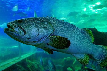 Fototapeta premium grouper fish in aquarium