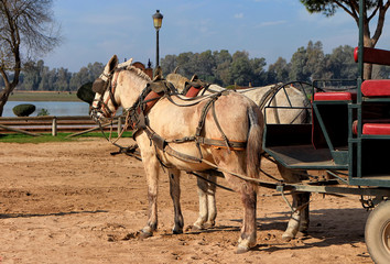 Pilgrim's cart in front of the marshes of El Rocío © Elba Cabrera