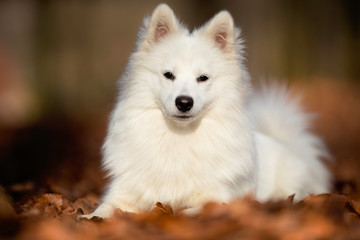 Portrait of a danish tip dog