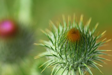 Distel Thristle