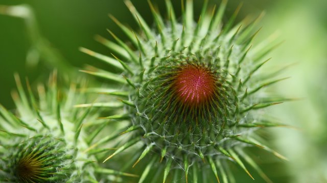 Distel Thristle