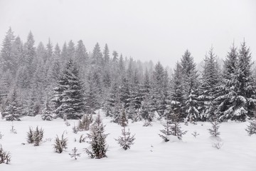 winter forest trees. conifer woods. snow pine trees.