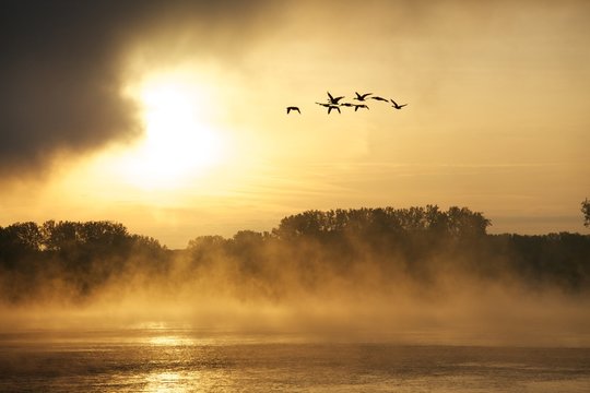 Sonnenaufgang am Rhein mit fliegenden V&ouml;geln
