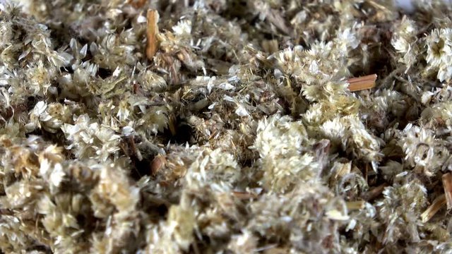 Dehydrated mullein blooms spinning video