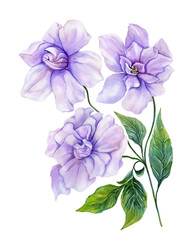 Beautiful purple gardenia flower on a twig with green leaves. Tropical flower isolated on white background. Watercolor painting