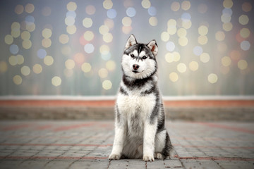  siberian husky beautiful spring portrait magic light incredible eyes © Kate