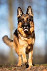 Portrait of a German Shepheard