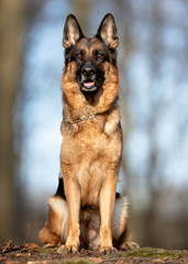 Portrait of a German Shepheard