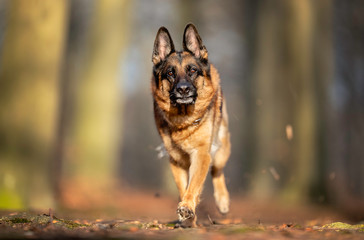 Portrait of a German Shepheard