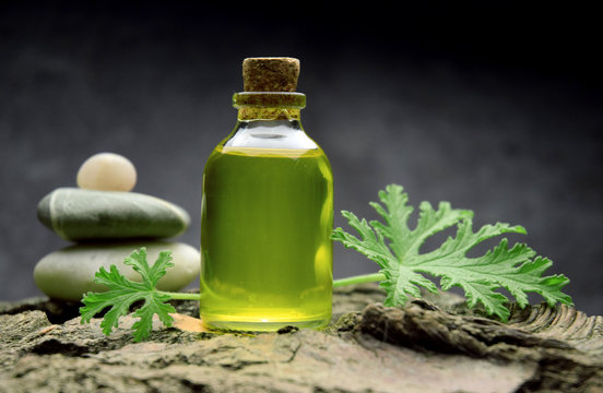 Citronella geranium oil aromatherapy