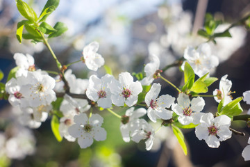flower, spring, tree, blossom