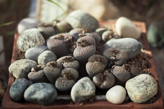 Close up of Lithop living stone plant cactus