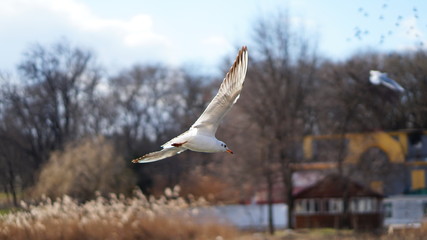 seagulls flying above water